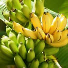 banana tree