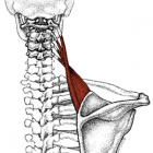 levator scapulae