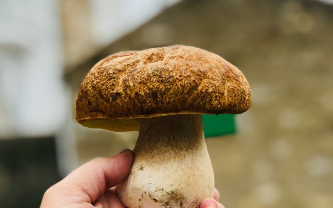Topped Portabello Mushroom