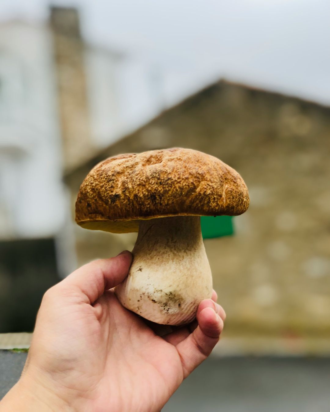 Topped Portabello Mushroom