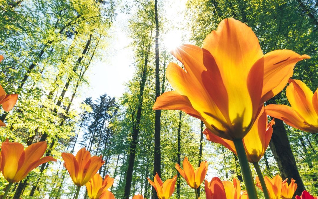 Spring Cleaning Our Spirit