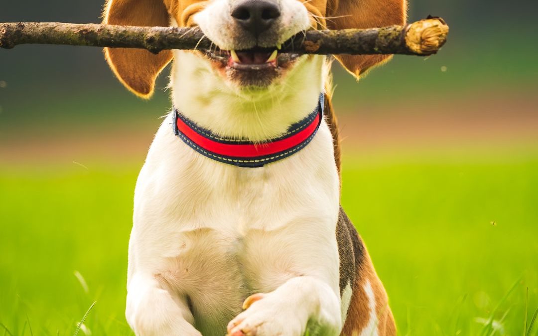 How to Optimize your Spring Energy