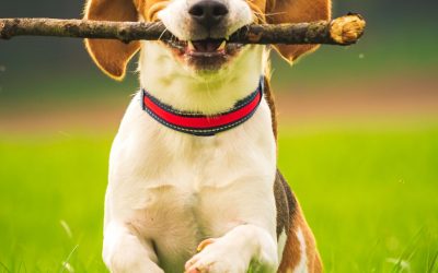 How to Optimize your Spring Energy