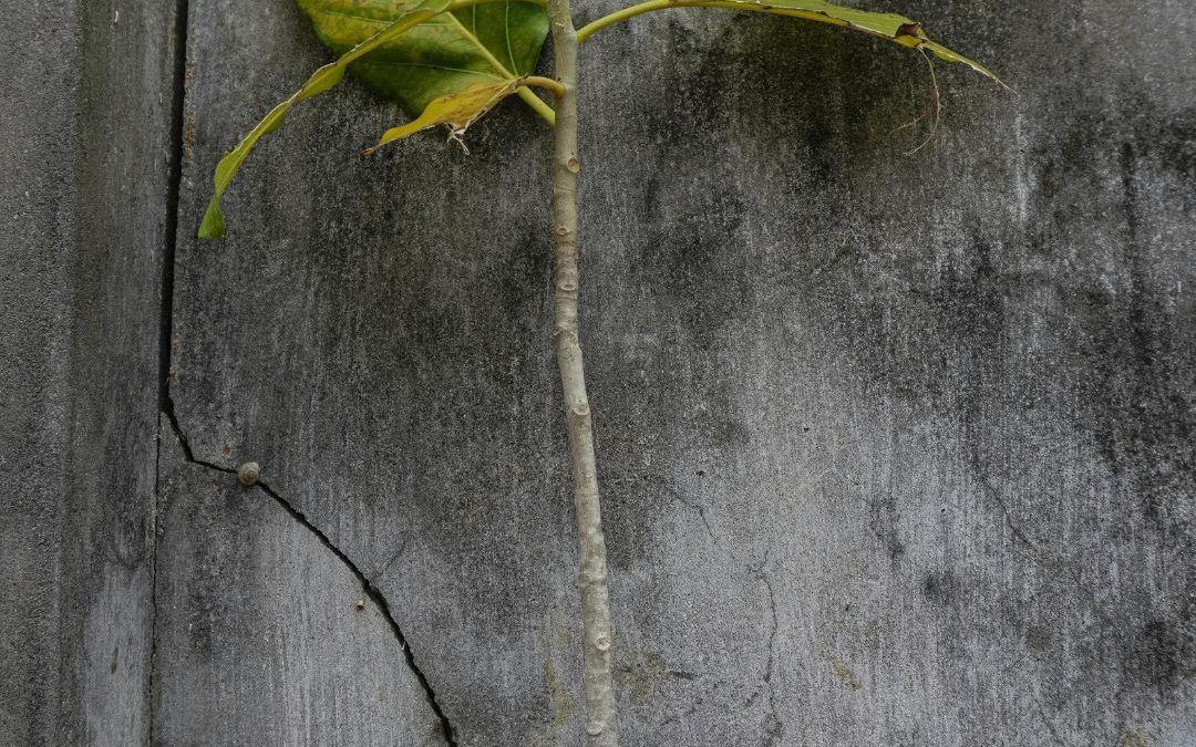 Resiliency and Otherness