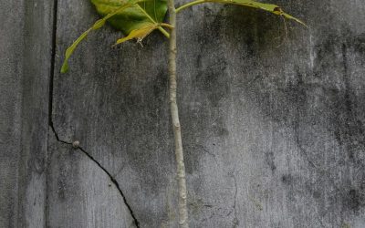 Resiliency and Otherness