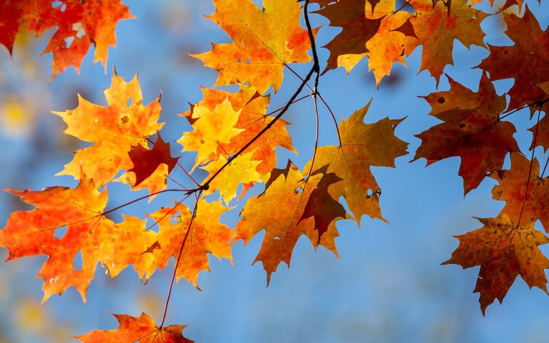 Hello Fall!
