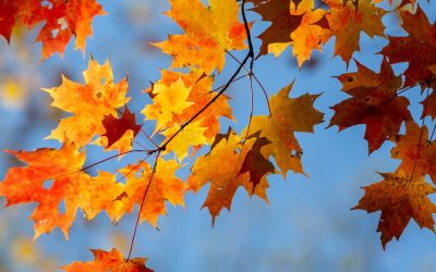 Hello Fall!