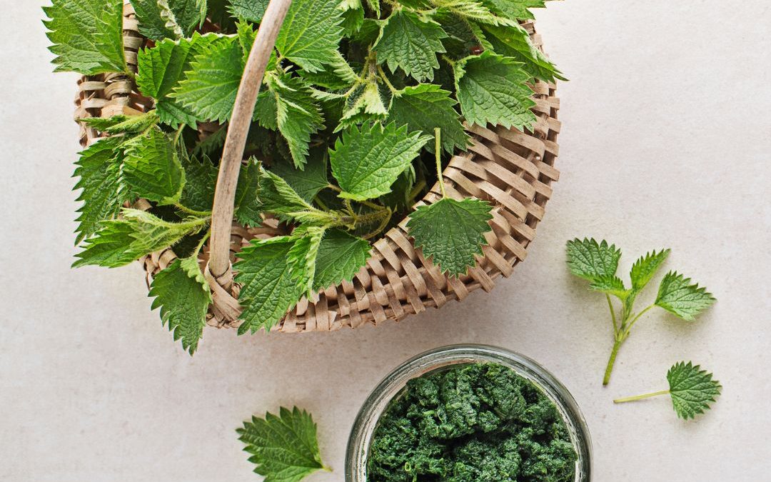 Wild Nettle Pesto