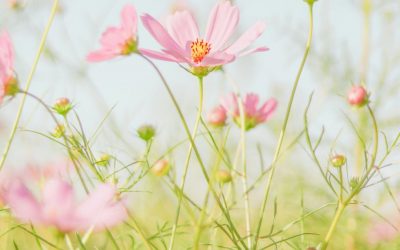Angela Warburton get’s in depth about Spring