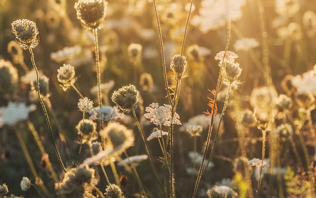 Late Sumer – Transition Time