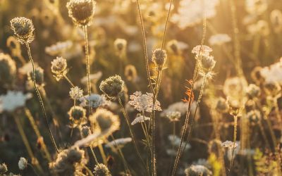 Late Sumer – Transition Time