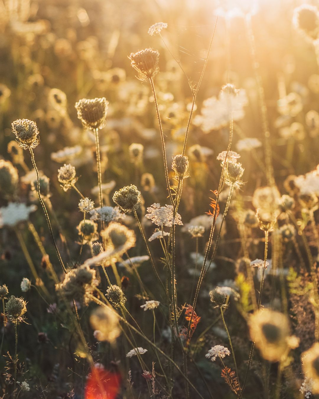 Late Sumer – Transition Time
