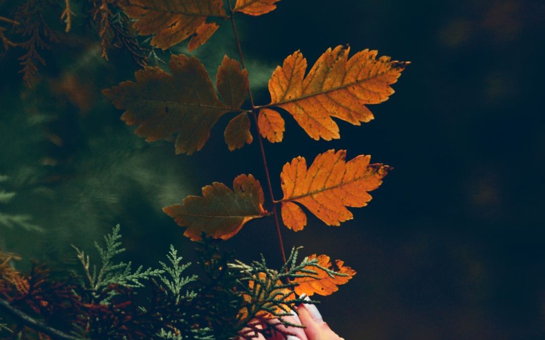 Fall Rituals + Recipes to Nourish the Mind, Body and Soul
