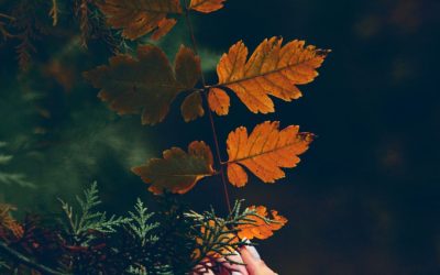 Fall Rituals + Recipes to Nourish the Mind, Body and Soul