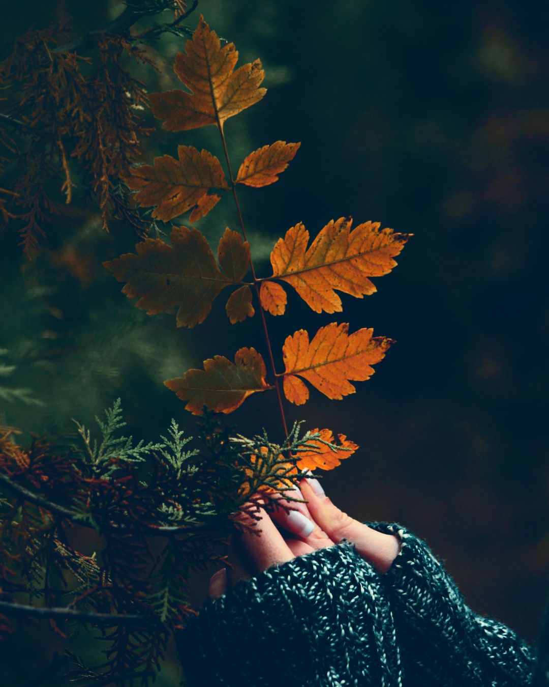 Fall Rituals + Recipes to Nourish the Mind, Body and Soul