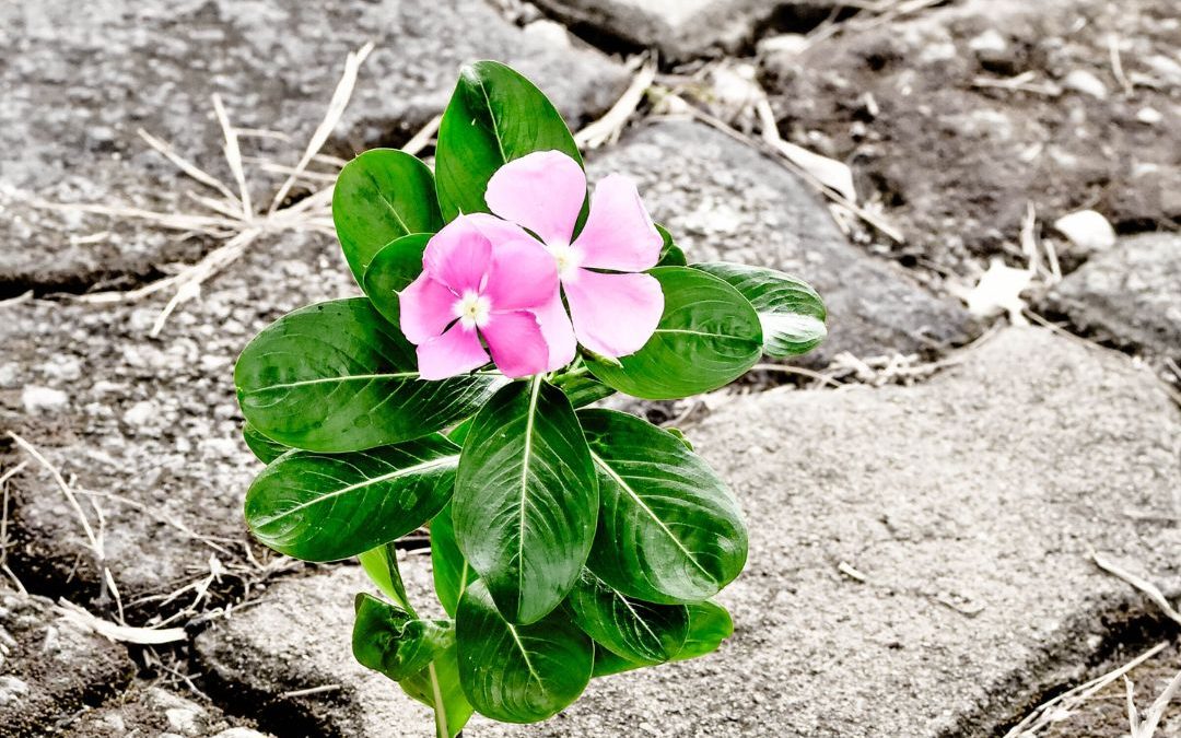 Building resilience in challenging times