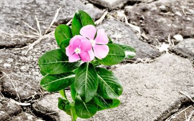 Building resilience in challenging times