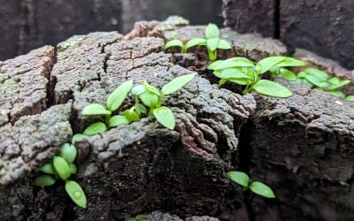 Resilience and Root Cause
