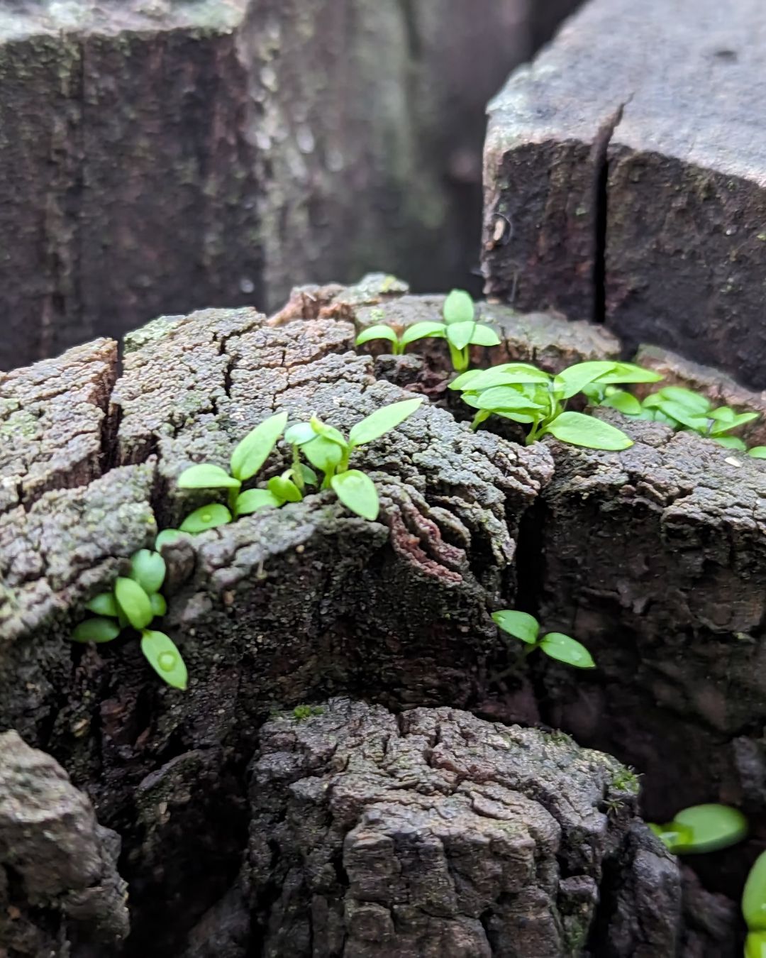 Resilience and Root