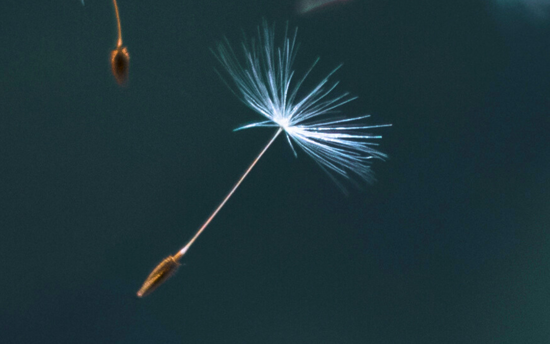 Traditional Chinese Medicine 101: What is Qi?